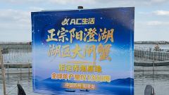 为何阳澄湖是“蟹中之冠”？AC生活甄