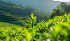 从一滴油到一个品牌——山茶润创始人的初心与征程